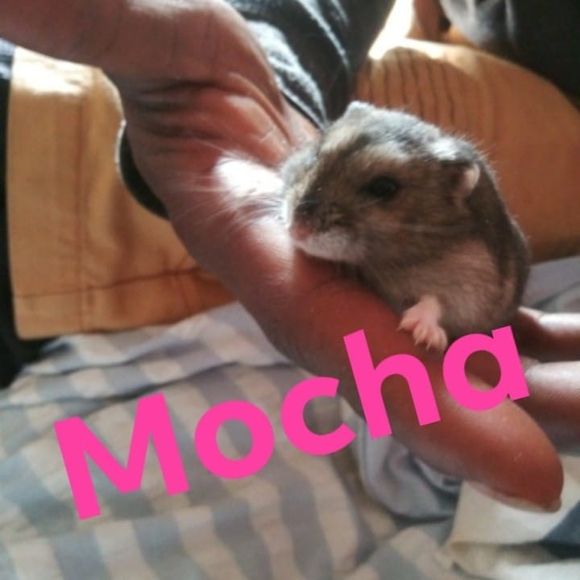 Meet your Posher, Puddin - Picture 1 of 1